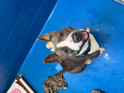 Adele, Pit Bull Terrier Mix, adult, available for adoption