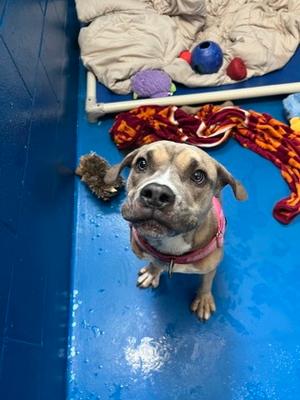 Goose, Boxer and Mastiff, young, available for adoption