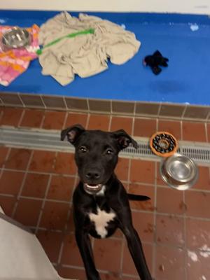 Scarlet, Pit Bull Terrier and Labrador Retriever, puppy, available for adoption