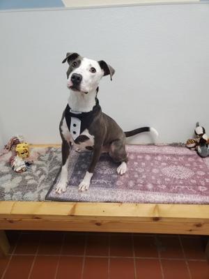 A brown and white dog wearing a black bowtie, sitting on a patterned rug on a wooden platform.
