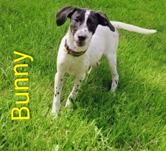 Bunny, Pointer / Mixed Breed, puppy, available for adoption