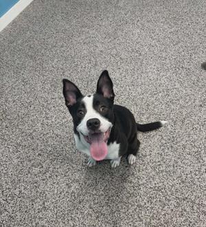A black and white dog with its tongue hanging out, sitting on a grey carpet.