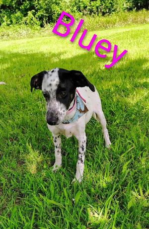 Bluey, Pointer / Mixed Breed, puppy, available for adoption