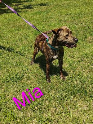 A brindle-colored dog named Mia stands on a grassy lawn, attached to a purple leash.