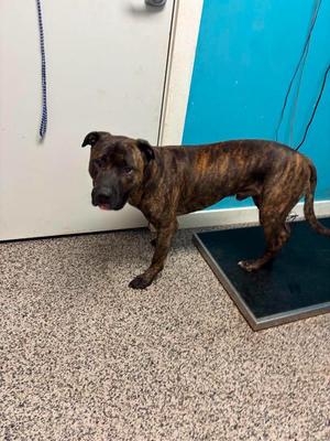 Moonshine, Pit Bull Terrier, young, available for adoption