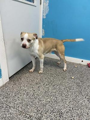 Miles, Boxer / Mixed Breed, adult, available for adoption
