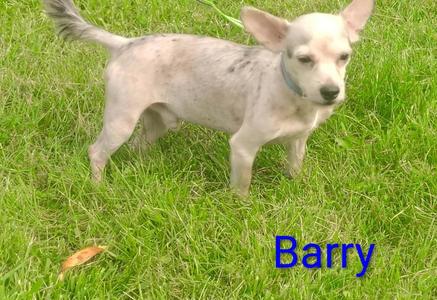 Barry, Yorkshire Terrier / Mixed Breed, young, available for adoption