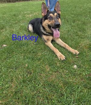 German Shepherd dog named Barkley lying on grass