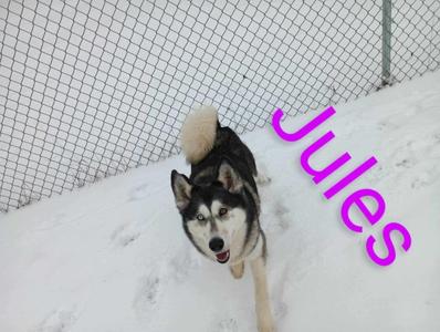 A husky dog named Jules standing in the snow, looking up at the camera with its mouth open.