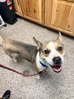 Guiness, Pit Bull Terrier / Boxer, young, available for adoption