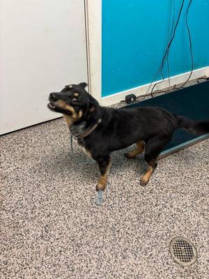 Rickert, Australian Cattle Dog / Blue Heeler / Mixed Breed, adult, available for adoption