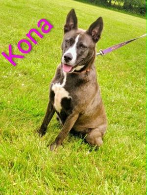 Kona, Shepherd / Mixed Breed, adult, available for adoption