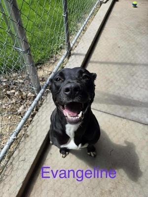 Evangeline, Pit Bull Terrier / Mixed Breed, young, available for adoption