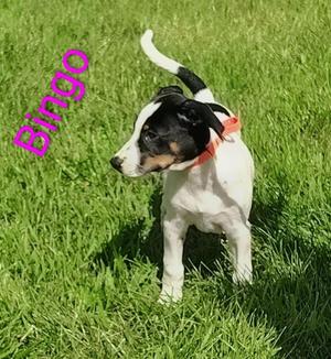 Bingo, Pointer / Mixed Breed, puppy, available for adoption