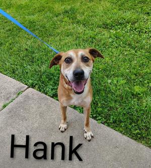 Hank, Black Mouth Cur / Mixed Breed, adult, available for adoption
