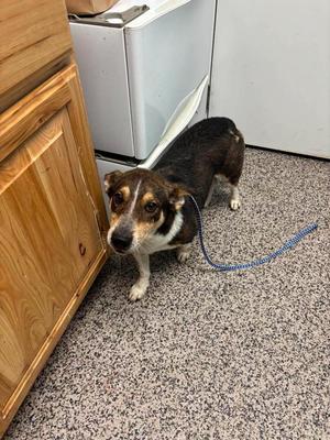 Keno, Terrier / Mixed Breed, adult, available for adoption