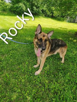 Rocky, German Shepherd Dog, adult, available for adoption