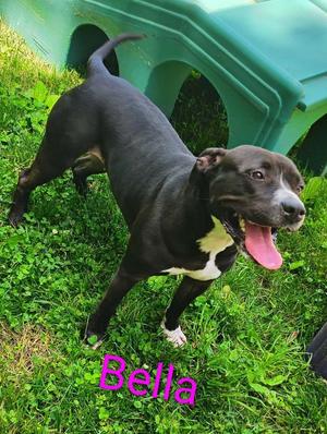 Bella, Pit Bull Terrier, adult, available for adoption
