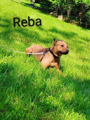 A brown dog named Reba is lying on a grassy field, wearing a black collar and leash. The dog is looking to the right with its ears perked up, and the name "Reba" is written in black text above the dog.