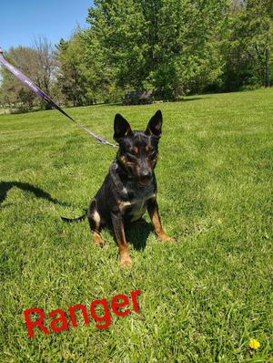 A black and tan dog named Ranger sits on a green lawn, looking towards the camera. The dog is on a leash, and trees and a bright blue sky are in the background.