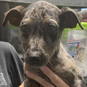A close-up of a brindle-colored puppy being held by a person. The puppy has large, dark eyes and floppy ears, and appears to be looking directly at the camera.