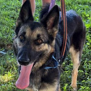 Missy, German Shepherd Dog, adult, available for adoption