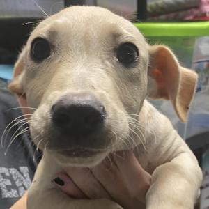 Fred, Basset Hound / Yellow Labrador Retriever, puppy, available for adoption