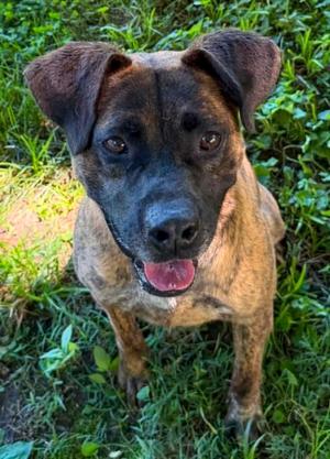 Larry, Mixed Breed, young, available for adoption