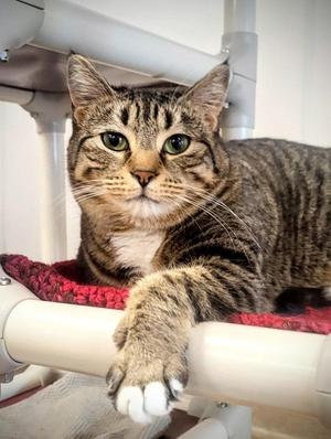Mari, adult, available for adoption