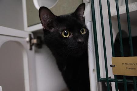 A black cat with yellow eyes peeking out from behind a green cage.