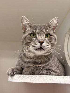 A gray tabby cat with green eyes sitting on a white surface, looking directly at the camera.