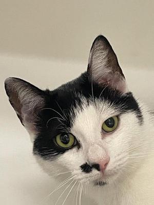Mr. Mustache, adult, available for adoption