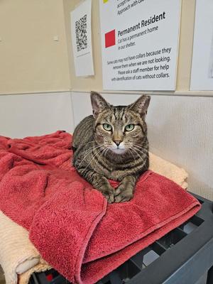 Skeeter The Greeter, adult, available for adoption