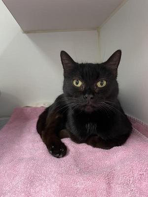 Maisie The Walrus, adult, available for adoption