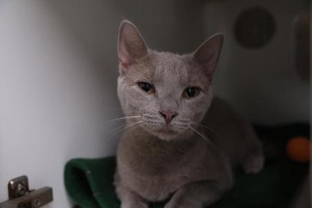 A gray cat with green eyes sitting on a green blanket.