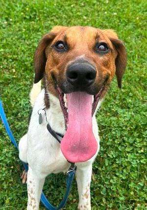 Chevy, German Shepherd Dog / Coonhound, young, available for adoption