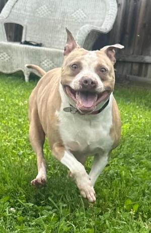 Invidia, Mixed Breed, adult, available for adoption