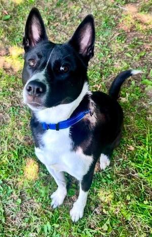 Raven, Border Collie, young, available for adoption