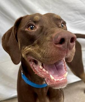 Ollie, Mixed Breed, adult, available for adoption