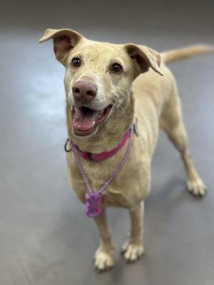 Emmie, Labrador Retriever, adult, available for adoption