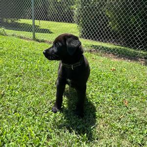 Randy-Lynn, Husky, puppy, available for adoption