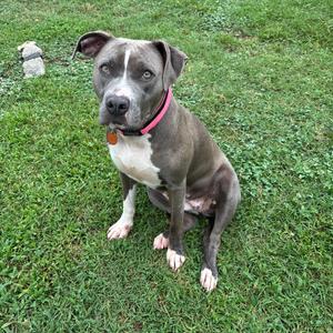 A gray and white pit bull dog wearing a pink collar, sitting on a grassy lawn.
