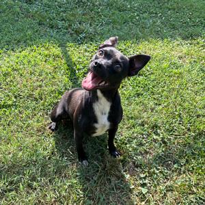 Henry, Terrier, Pit Bull, adult, available for adoption