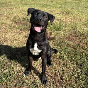 Trout, Retriever, Labrador, adult, available for adoption