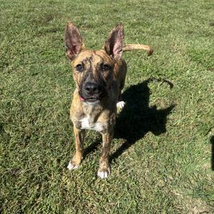 A brindle dog with perked ears standing on grass, casting a shadow.