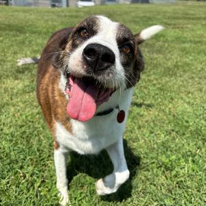 Tori, Mixed Breed (Large), senior, available for adoption