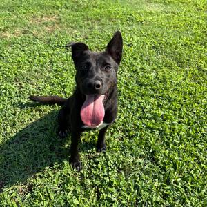 Allen, Terrier, Pit Bull, adult, available for adoption