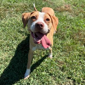 Eden, Terrier, Pit Bull, adult, available for adoption