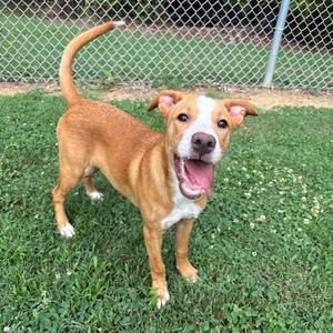 A happy brown and white dog standing on green grass in front of a chain-link fence.
