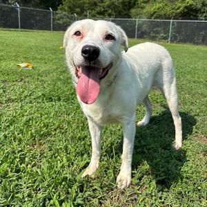 Molly, Retriever, Black Labrador, adult, available for adoption